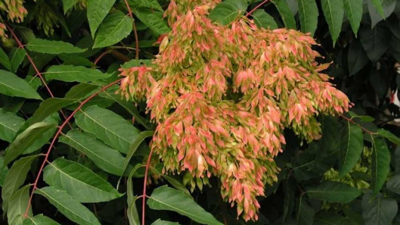 Albero Del Paradiso Idee Green