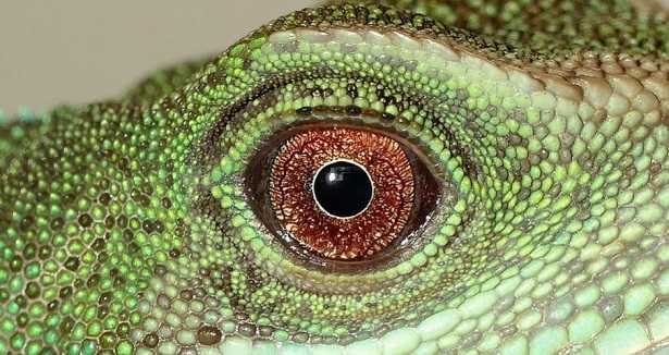 Alimentazione dei rettili