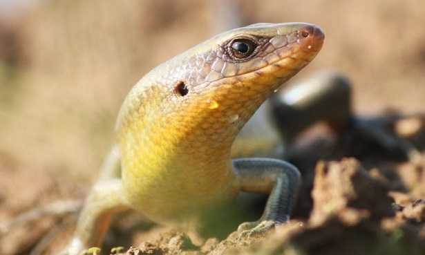 Alimentazione dei rettili