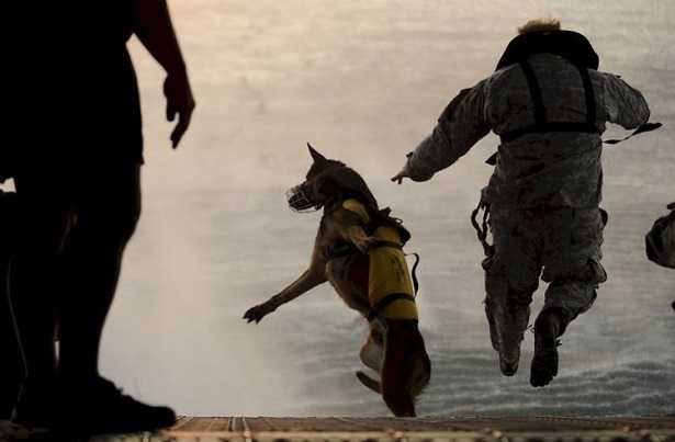 Cani in aereo Cani in aereo