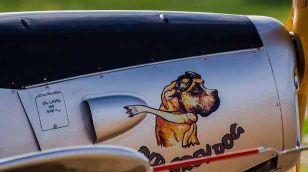 Cani in aereo Cani in aereo