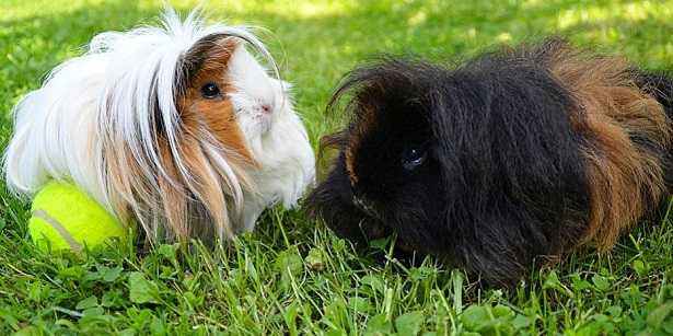 Cavia Peruviana Caratteristiche Alimentazione E Prezzo Idee Green