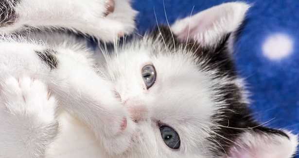 gattino bianco