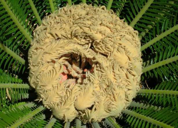 Cycas