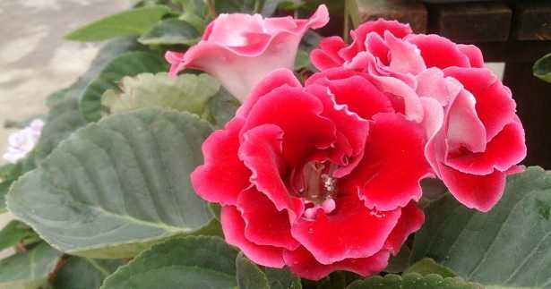 Gloxinia
