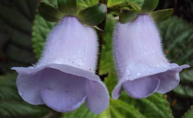 Gloxinia
