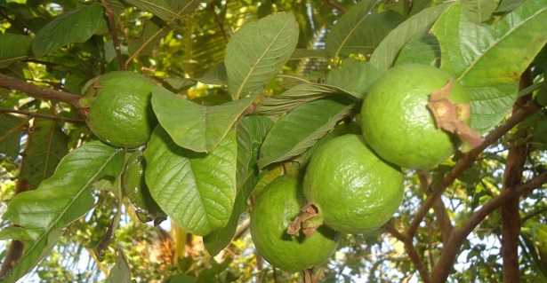guava