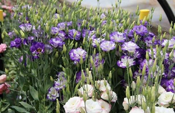 Lisianthus
