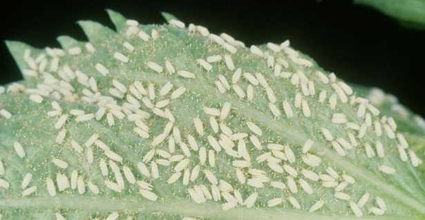 Mosca bianca Mosca bianca