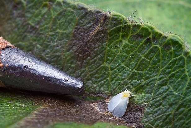 Mosca bianca Mosca bianca