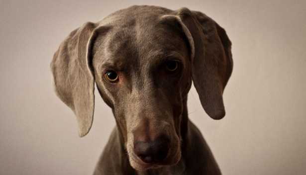 Cane con Pedigree Cane con Pedigree