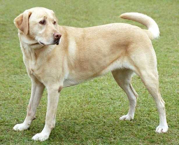 Labrador con pedigree Labrador con pedigree