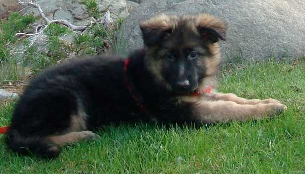 cucciolo adorabile cucciolo adorabile