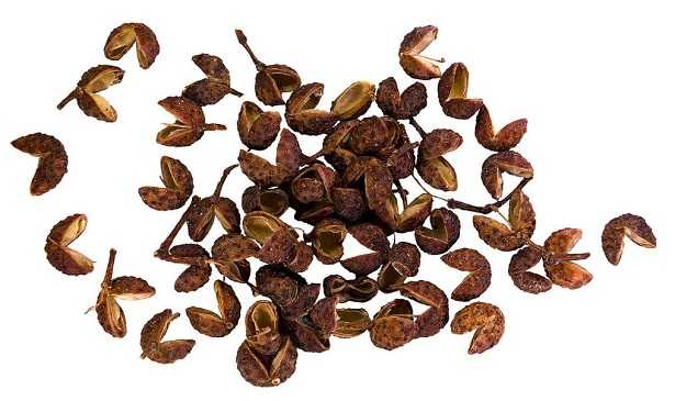 Pepe di Sichuan Pepe di Sichuan