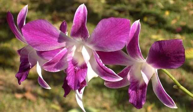 Terriccio per orchidee fai da te - Idee Green