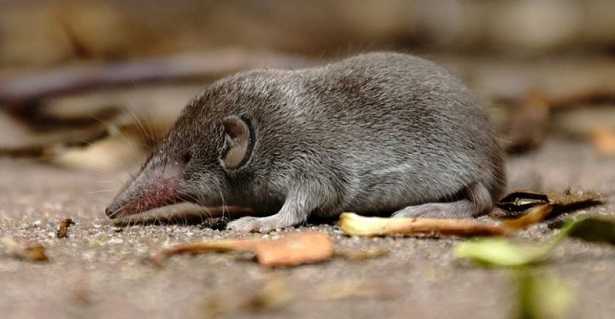 Toporagno Parassita Delle Piante Idee Green