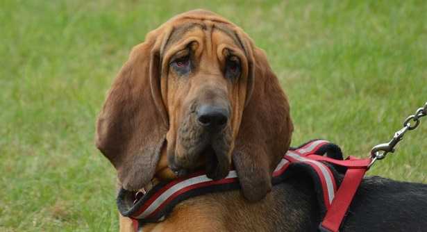 boodhound boodhound