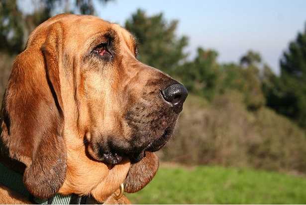 bloodhound bloodhound