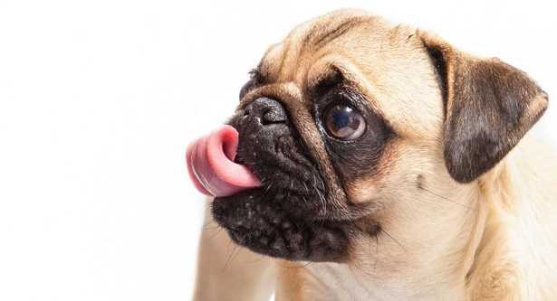 Cane che si lecca le zampe