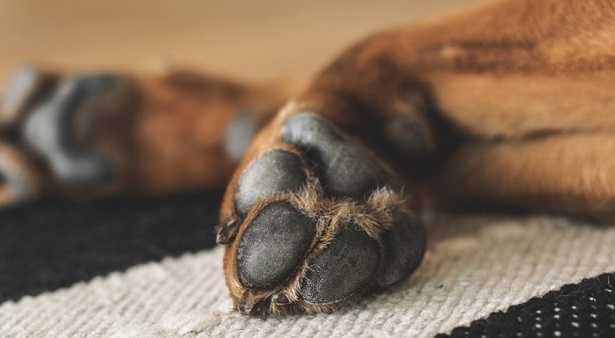 Cane che si lecca le zampe