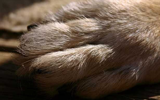 Cane che si lecca le zampe