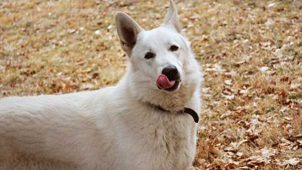 Cane che si lecca le zampe