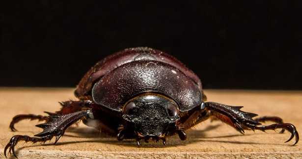 Coleotteri italiani Coleotteri italiani