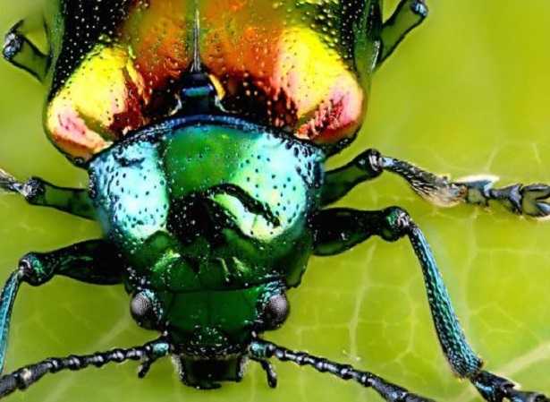 Coleotteri italiani Coleotteri italiani