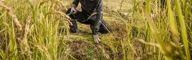 Come aprire un'azienda agricola