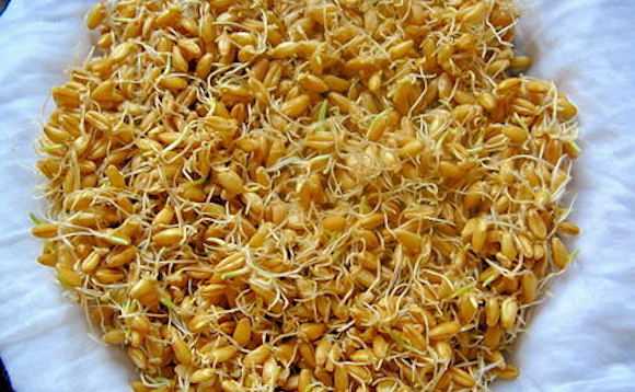Come far germogliare il grano
