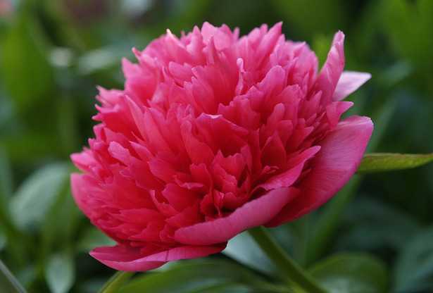 Peonia non fiorisce