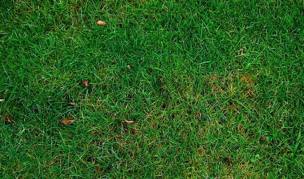 Prato a bassa manutenzione