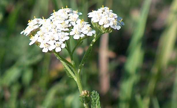 achillea coltivazione