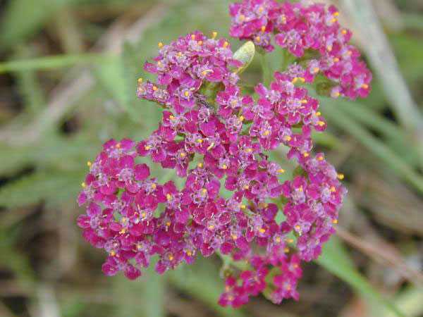 achillea proprieta terapeutiche