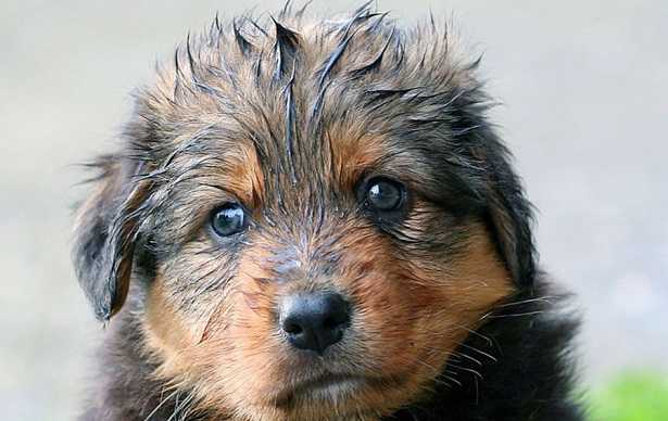 affido cani affido cani