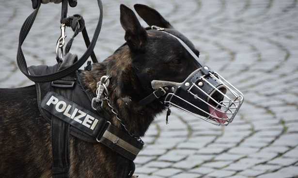 affido cani affido cani