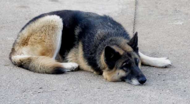 affido cani affido cani