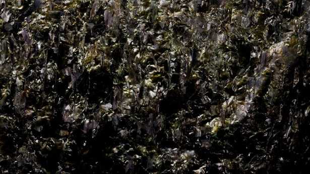 alga nori