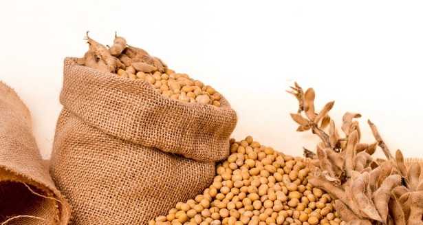 Alimenti gozzigeni Alimenti gozzigeni