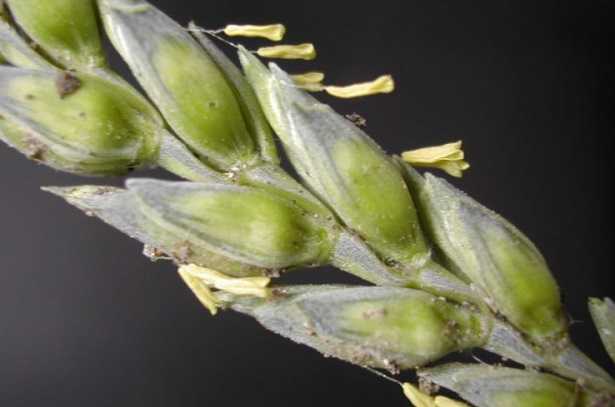 allergia graminacee