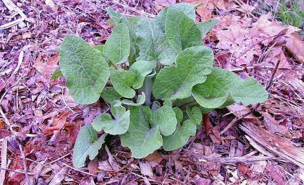 bardana coltivazione