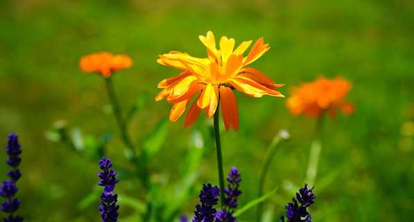 calendula coltivazione