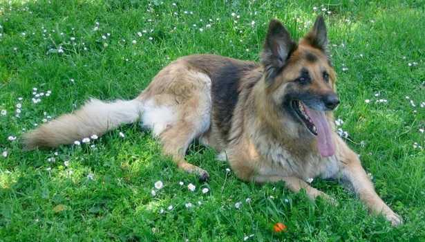 cane che si morde la coda cane che si morde la coda