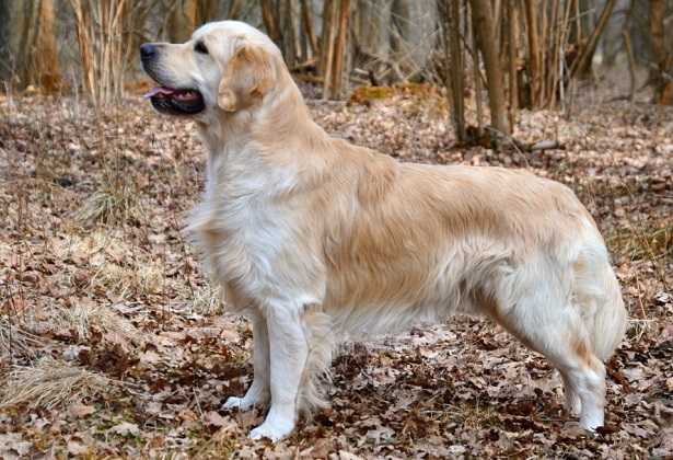 cane che si morde la coda cane che si morde la coda