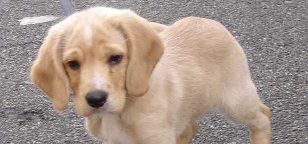 cane che si morde la coda cane che si morde la coda