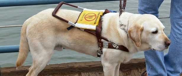 Cane guida