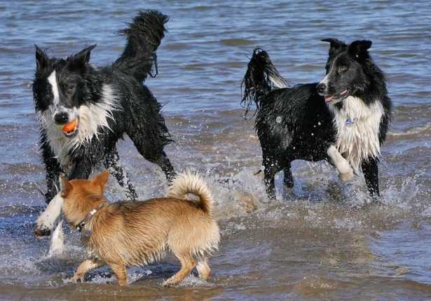 Cani al mare