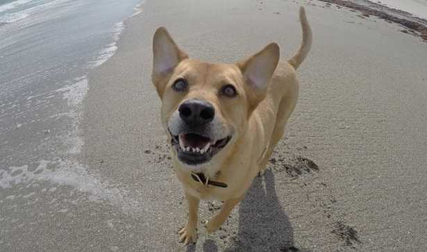 Cani al mare Cani al mare