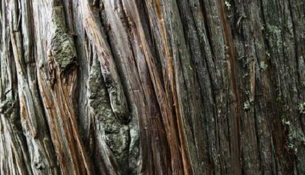 Cedro del Libano Cedro del Libano