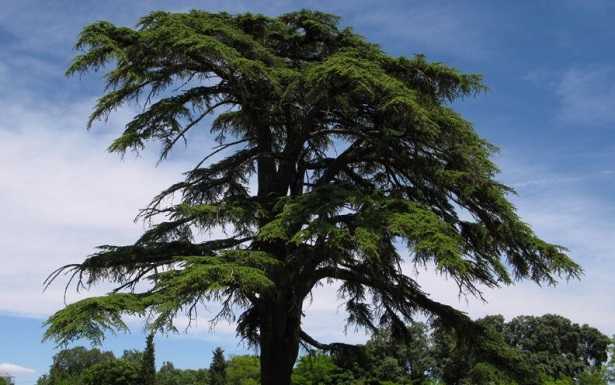 Cedro del Libano Cedro del Libano